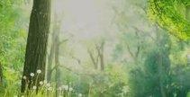 adventures_in_the_forest-211x108.jpg