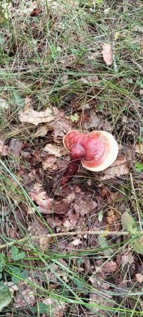 Imagen PASEOS MICOLÓGICOS