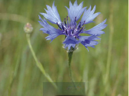 La memoria de las plantas.