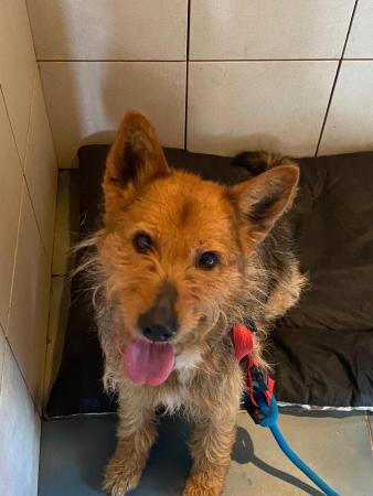 Image 5744- Mestizo de Fox Terrier