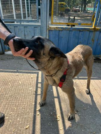 Image 5759- Pastor belga malinois