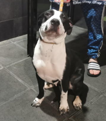 Image 5785 - Cruce American Staffordshire