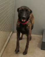 Image 5794 - Malinois