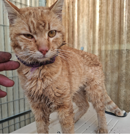 Imagen G1110 - Gato comun europeo