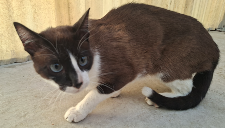 Imagen G1111- Gato común europeo