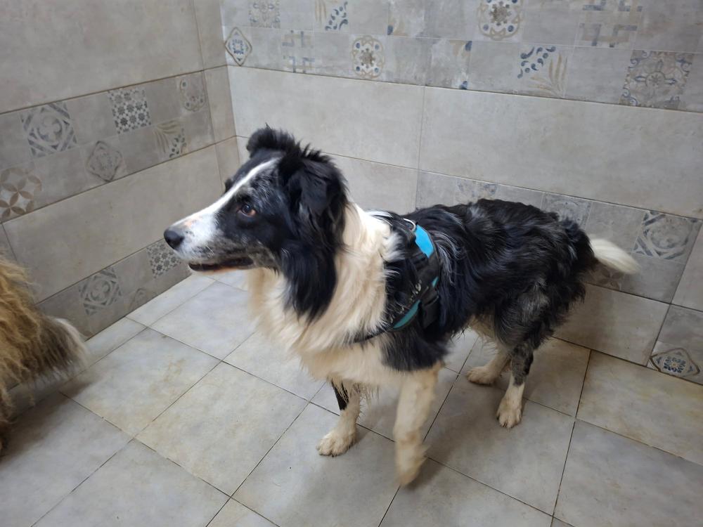 Imagen 5824 - Border Collie
