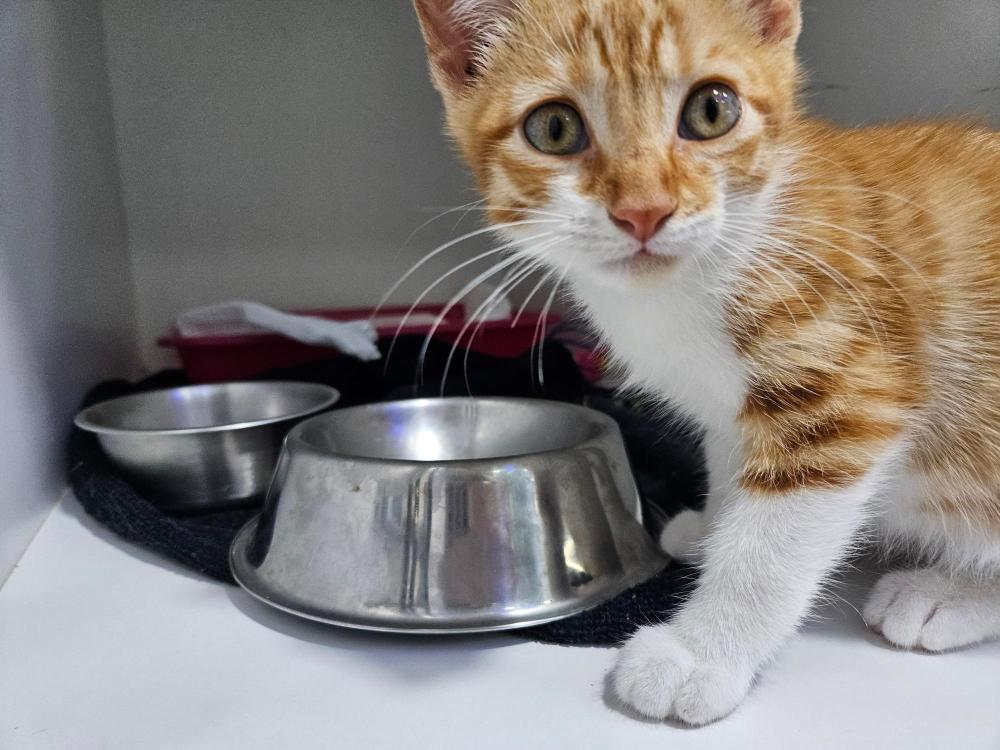 Imagen Gato G1121 cachorro