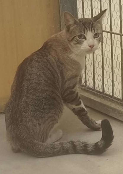 Imagen Gato G1122