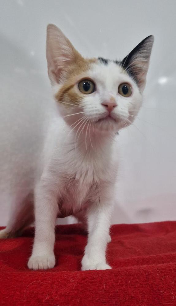 Imagen Gato G1118 cachorro
