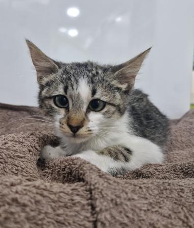 Image Gato G1123 cachorro