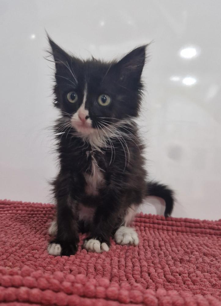 Imagen Gato G1124 cachorro