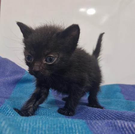Image Gato G1126 cachorro