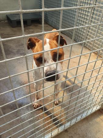 Image 5351- American Staffordshire terrier