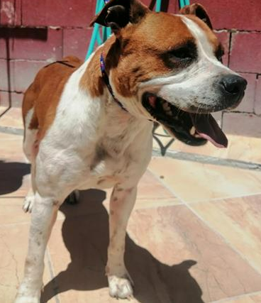 Imagen 5351- American Staffordshire terrier