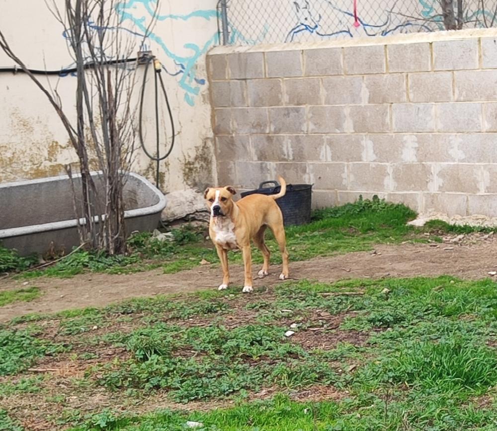 Imagen 5303- American Staffordshire terrier